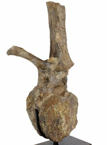 Fossil Hadrosaur (Brachylophosaur) Vertebra - Montana #113404